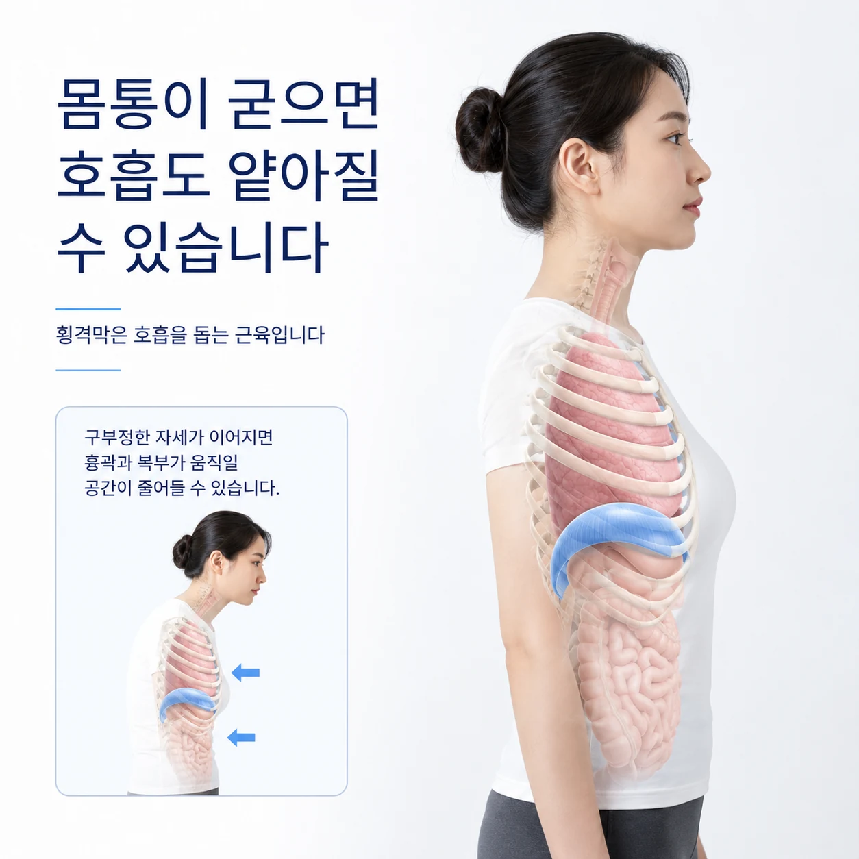 횡격막과 흉곽 및 복부의 움직임