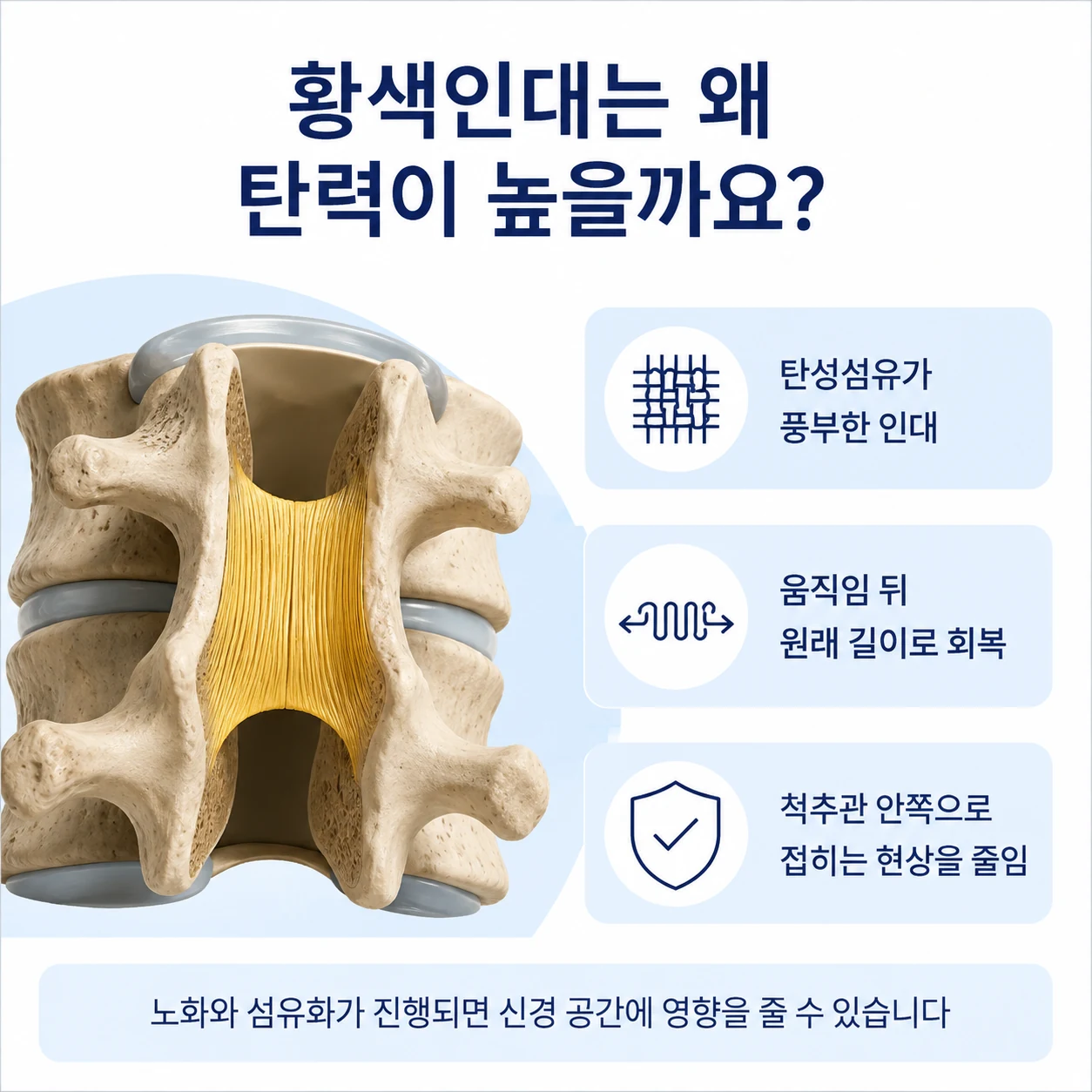탄성섬유가 풍부한 황색인대의 위치와 기능