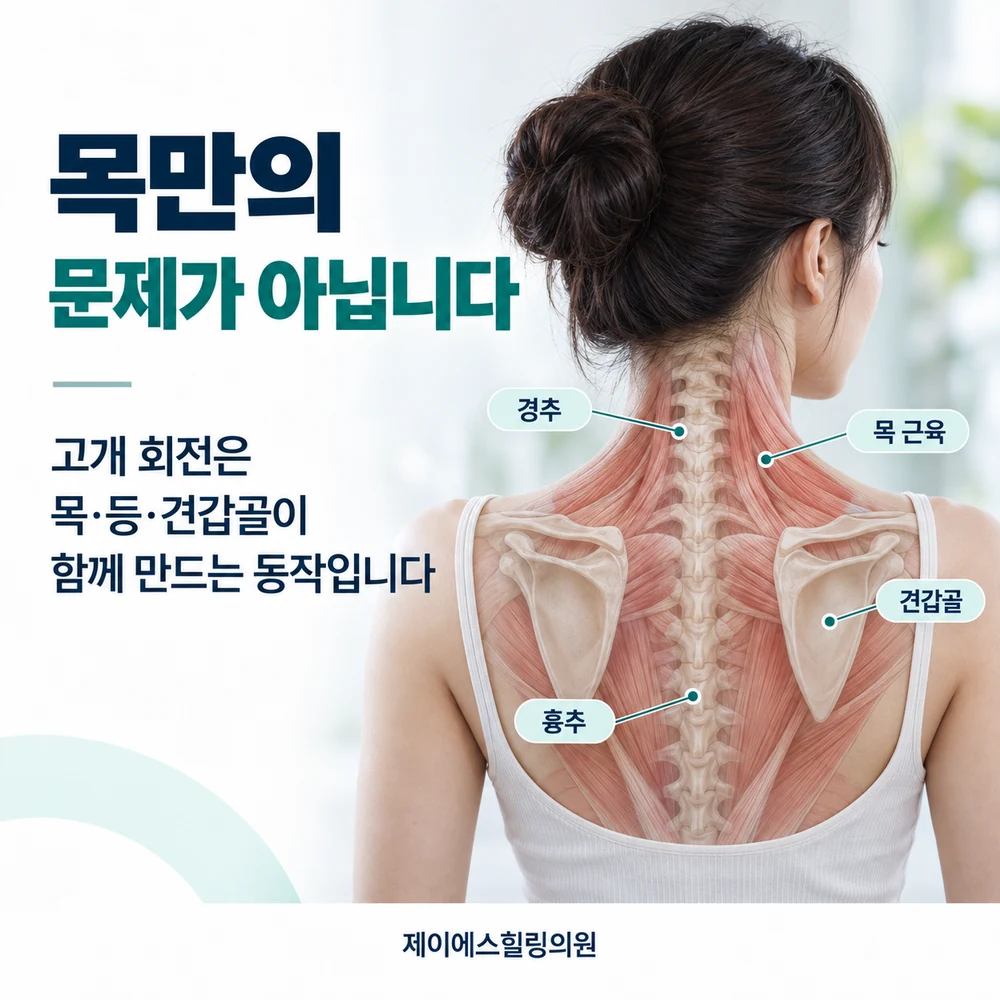 목 회전은 목·어깨·견갑골·흉추가 함께 만드는 움직임입니다